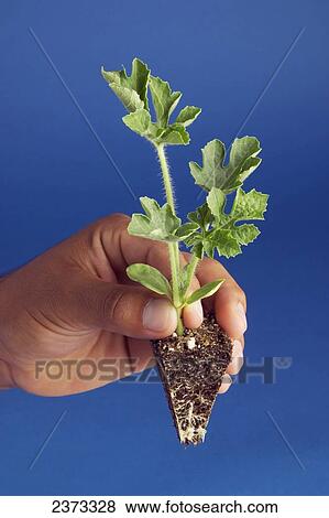 Stock Photo - Agriculture - A researchers hand holds a watermelon seedling plug. Plugs are grown in trays and are then mechanically transplanted in the field / California, USA.. Fotosearch