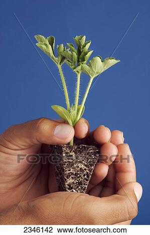 Stock Image - Agriculture - A researchers hands hold a watermelon seedling plug. Plugs are grown in trays and are then mechanically transplanted in the field / California, USA.. Fotosearch