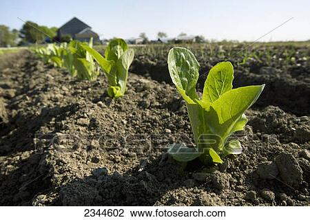 Stock Image - Agriculture - A row of early growth romaine lettuce plants in a field with a row of onion seedlings in the next row at a local family produce farm / Little Compton, Rhode Island, USA.. Fotosearch