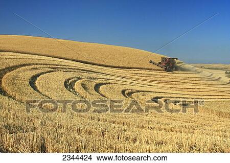 Agriculture - A sidehill combine harvests malting barley that will be used in beer production / near Esparto, California, USA. View Large Photo Image Picture - Agriculture - A sidehill combine harvests malting barley that will be used in beer production / near Esparto, California, USA.. Fotosearch