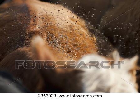 Agriculture - A swarm of black flies on the back of a crossbred beef cow / near Childress, Texas, USA. View Large Photo Image Stock Image - Agriculture - A swarm of black flies on the back of a crossbred beef cow / near Childress, Texas, USA.. Fotosearch