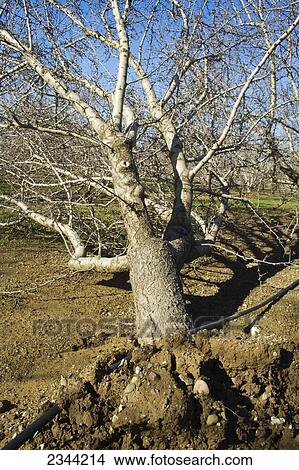 Picture - Agriculture - A toppled almond tree uprooted by heavy winds during a major Winter storm / near Orland, California, USA.. Fotosearch