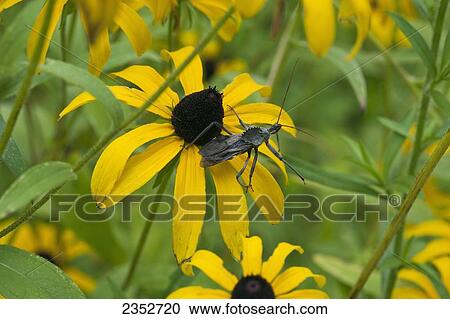 Stock Image - Agriculture - A Wheel Bug, aka. Sail-back Dinosaur Bug (Arilus cristatus) resting on a Black-eyed Susan (Rudbeckia hirta). Its a moderately common, widely distributed, beneficial assassin bug that preys on man's pest insects. However, its bite usually i. Fotosearch