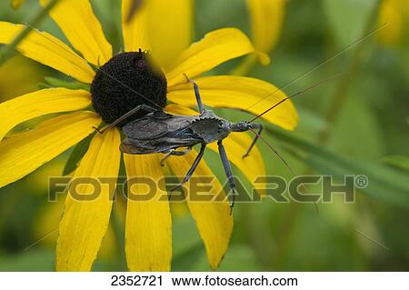 Stock Image - Agriculture - A Wheel Bug, aka. Sail-back Dinosaur Bug (Arilus cristatus) resting on a Black-eyed Susan (Rudbeckia hirta). Its a moderately common, widely distributed, beneficial assassin bug that preys on man's pest insects. However, its bite usually i. Fotosearch