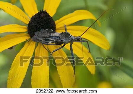 Stock Image - Agriculture - A Wheel Bug, aka. Sail-back Dinosaur Bug (Arilus cristatus) resting on a Black-eyed Susan (Rudbeckia hirta). Its a moderately common, widely distributed, beneficial assassin bug that preys on man's pest insects. However, its bite usually i. Fotosearch