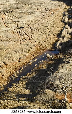 Stock Photography - Agriculture - Aerial view of a creek flowing through West Texas rangelands; sparse land used for cattle grazing. A beef cow stands above the creek / near Northfield, Texas, USA.. Fotosearch