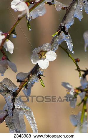 Stock Photo - Agriculture - Almond blossoms and new foliage coated in ice during a deep freeze to protect the trees and blossoms from freeze damage / near Corning, Tehama County, Northern California, USA.. Fotosearch