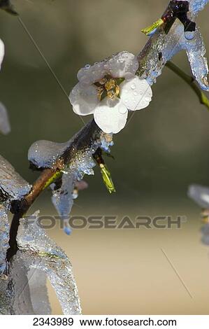 Agriculture - Almond blossoms and new foliage coated in ice during a deep freeze to protect the trees and blossoms from freeze damage / near Corning, Tehama County, Northern California, USA. View Large Photo Image Stock Photo - Agriculture - Almond blossoms and new foliage coated in ice during a deep freeze to protect the trees and blossoms from freeze damage / near Corning, Tehama County, Northern California, USA.. Fotosearch