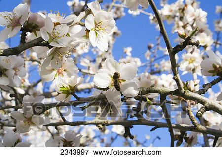 Agriculture - Almond blossoms in full bloom in late winter with a honey bee collecting pollen / Tehama County, Northern California, USA. View Large Photo Image Stock Photo - Agriculture - Almond blossoms in full bloom in late winter with a honey bee collecting pollen / Tehama County, Northern California, USA.. Fotosearch