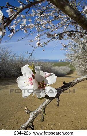 Agriculture - Almond blossoms in full bloom in late Winter with the orchard in the background / Glenn County, California, USA. View Large Photo Image Stock Photography - Agriculture - Almond blossoms in full bloom in late Winter with the orchard in the background / Glenn County, California, USA.. Fotosearch