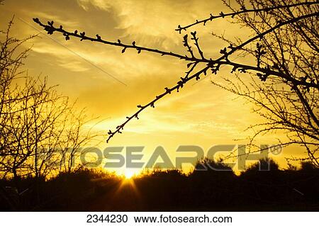 Stock Image - Agriculture - Almond branches with swollen buds just before bud break silhouetted by the setting sun / near Corning, California, USA.. Fotosearch