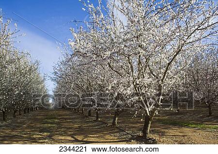 Agriculture - Almond orchard in full bloom in late Winter / Glenn County, California, USA. View Large Photo Image Stock Image - Agriculture - Almond orchard in full bloom in late Winter / Glenn County, California, USA.. Fotosearch