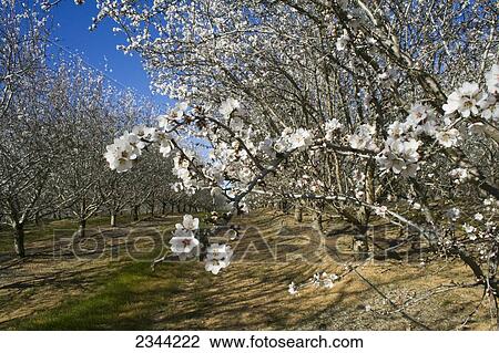 Agriculture - Almond orchard in full bloom in late Winter / Glenn County, California, USA. View Large Photo Image Stock Image - Agriculture - Almond orchard in full bloom in late Winter / Glenn County, California, USA.. Fotosearch
