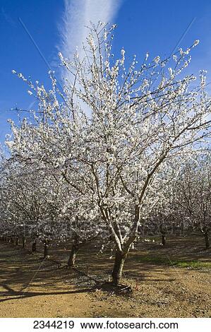 Agriculture - Almond tree in full bloom in late Winter / Glenn County, California, USA. View Large Photo Image Stock Photo - Agriculture - Almond tree in full bloom in late Winter / Glenn County, California, USA.. Fotosearch