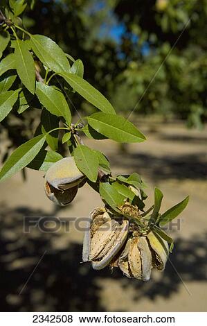Agriculture- Almonds on tree with husks open and ready for harvest / near Ripon, San Joaquin County, California, USA. View Large Photo Image Stock Photo - Agriculture- Almonds on tree with husks open and ready for harvest / near Ripon, San Joaquin County, California, USA.. Fotosearch
