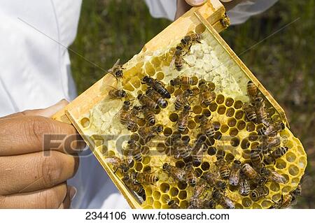 Agriculture - An apiculturist holds the mating nuc showing the queen bee surrounded by worker bees / near Orland, Glenn County, Northern California, USA. View Large Photo Image Stock Photograph - Agriculture - An apiculturist holds the mating nuc showing the queen bee surrounded by worker bees / near Orland, Glenn County, Northern California, USA.. Fotosearch