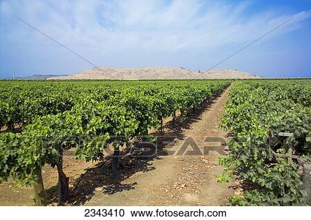 Agriculture - An Autumn Royal table grape vineyard in early summer with immature grapes on the vines / Tulare County, California, USA. View Large Photo Image Stock Image - Agriculture - An Autumn Royal table grape vineyard in early summer with immature grapes on the vines / Tulare County, California, USA.. Fotosearch