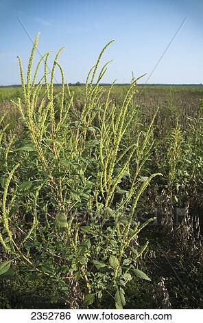 Agriculture - An infestation of mature Glyphosate-resistant Palmer pigweed (Amaranthus palmeri) aka. Palmer Amaranth, Carlessweed, in a field of low yield soybeans / near England, Arkansas, USA. View Large Photo Image Stock Photograph - Agriculture - An infestation of mature Glyphosate-resistant Palmer pigweed (Amaranthus palmeri) aka. Palmer Amaranth, Carlessweed, in a field of low yield soybeans / near England, Arkansas, USA.. Fotosearch