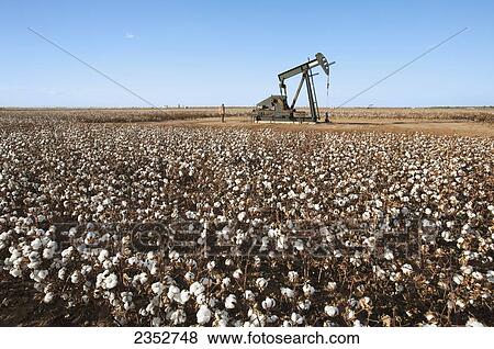 Stock Photo - Agriculture - An oil pump jack (pumping unit) in a field of harvest stage stripper cotton / West Texas, USA.. Fotosearch