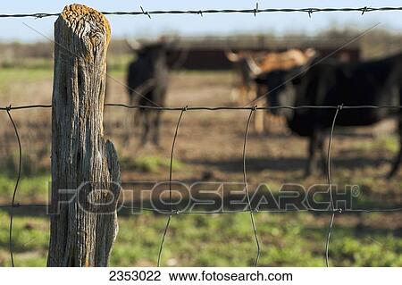 cattle wire fence