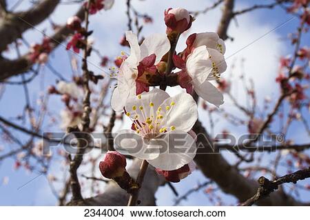 Agriculture - Apricot blossoms, fully opened / Northern California, USA. View Large Photo Image Picture - Agriculture - Apricot blossoms, fully opened / Northern California, USA.. Fotosearch