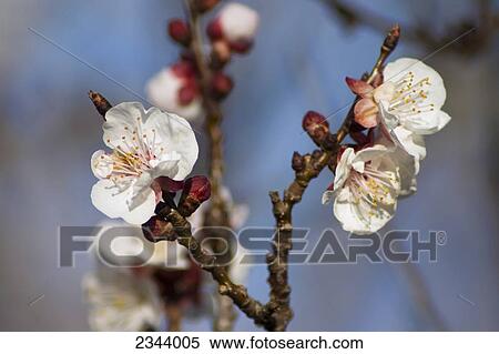 Stock Photography - Agriculture - Apricot blossoms, fully opened / Northern California, USA.. Fotosearch