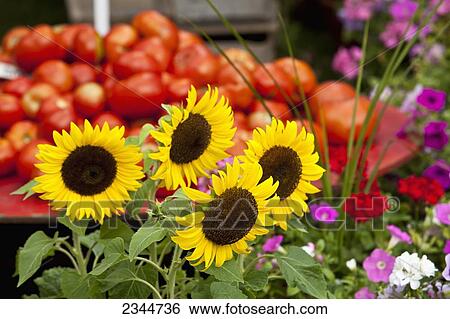 Stock Photograph - Agriculture - Arrangements of flowers with ripe red Fresh Market tomatoes in the background at the Hope Street Farmers Market / Providence, Rhode Island, USA.. Fotosearch