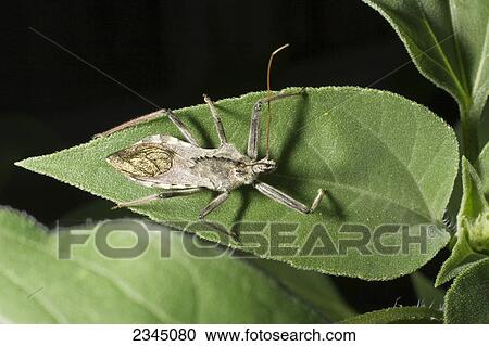Stock Image - Agriculture - Assassin bug on a sunflower leaf / Childress, Texas, USA.. Fotosearch