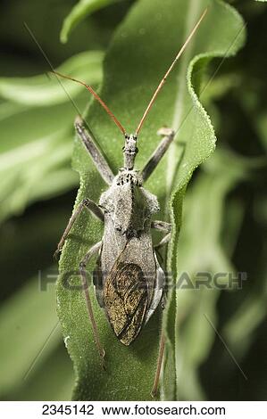 Agriculture - Assassin bug on a sunflower leaf / Childress, Texas, USA. View Large Photo Image Stock Image - Agriculture - Assassin bug on a sunflower leaf / Childress, Texas, USA.. Fotosearch