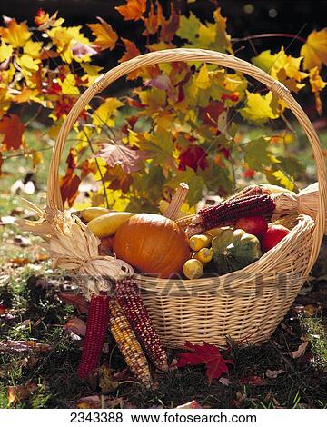 Agriculture - Autumn harvest of Indian corn, pumpkins, squash and apples in a basket with colored grape vines behind. View Large Photo Image Stock Photo - Agriculture - Autumn harvest of Indian corn, pumpkins, squash and apples in a basket with colored grape vines behind.. Fotosearch