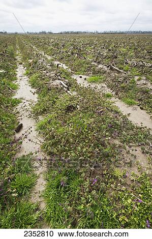 Agriculture - Bedded field in early Spring with corn stubble and a thick cover of weeds, mostly Henbit and Chickweed, from overwintering. Burndown herbicide will be applied to prepare this field for no-till planting later in the spring / Eastern Arkansas View Large Photo Image Stock Image - Agriculture - Bedded field in early Spring with corn stubble and a thick cover of weeds, mostly Henbit and Chickweed, from overwintering. Burndown herbicide will be applied to prepare this field for no-till planting later in the spring / Eastern Arkansas. Fotosearch
