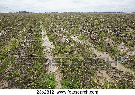 Stock Image - Agriculture - Bedded field in early Spring with corn stubble and a thick cover of weeds, mostly Henbit and Chickweed, from overwintering. Burndown herbicide will be applied to prepare this field for no-till planting later in the spring / Eastern Arkansas. Fotosearch