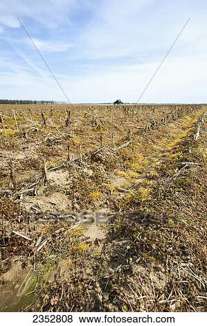 Stock Photo - Agriculture - Bedded field in mid Spring with corn stubble and a thick cover of weeds, mostly Henbit and Chickweed, from overwintering. Burndown herbicide is being applied in the distance to prepare this field for no-till planting later in the spring / Ea. Fotosearch