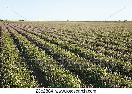Picture - Agriculture - Bedded field overgrown with Henbit (Lamium amplexicaule), a winter weed. Burndown herbicides and possible tillage will be used to prepare this field for planting cotton later in the spring / near England, Arkansas, USA.. Fotosearch