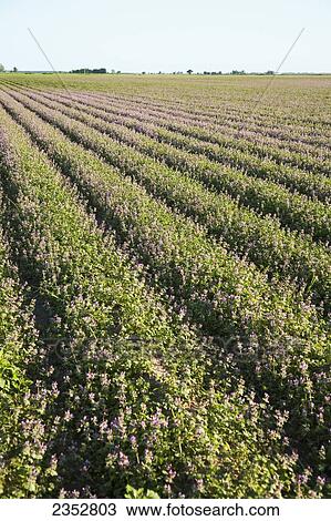 Stock Image - Agriculture - Bedded field overgrown with Henbit (Lamium amplexicaule), a winter weed. Burndown herbicides and possible tillage will be used to prepare this field for planting cotton later in the spring / near England, Arkansas, USA.. Fotosearch