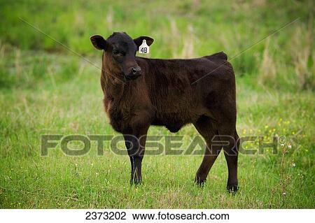 Agriculture - Black Angus calf on a healthy green pasture / Tennessee Colony, Texas, USA. View Large Photo Image Stock Image - Agriculture - Black Angus calf on a healthy green pasture / Tennessee Colony, Texas, USA.. Fotosearch