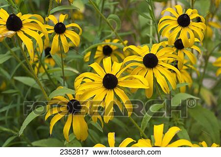 Agriculture - Black-eyed Susan (Rudbeckia hirta), mature flower heads / Kansas, USA. View Large Photo Image Stock Photo - Agriculture - Black-eyed Susan (Rudbeckia hirta), mature flower heads / Kansas, USA.. Fotosearch