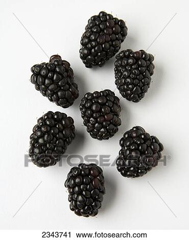 Agriculture - Blackberries on a white surface. View Large Photo Image Stock Image - Agriculture - Blackberries on a white surface.. Fotosearch