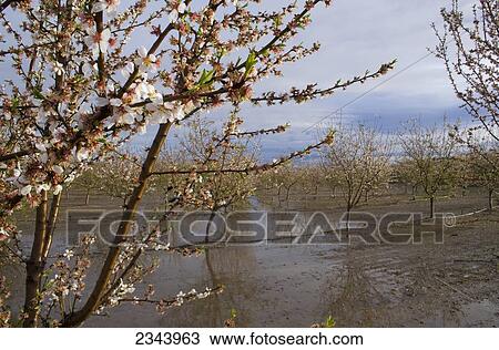 Agriculture - Bloom stage almond orchard in late winter flooded by excessive rain / near Corning, Tehama County, Northern California, USA. View Large Photo Image Stock Image - Agriculture - Bloom stage almond orchard in late winter flooded by excessive rain / near Corning, Tehama County, Northern California, USA.. Fotosearch