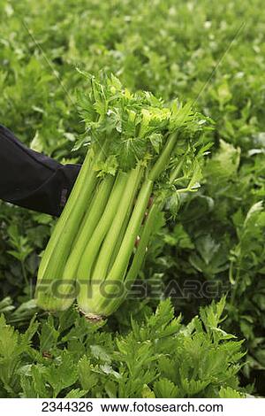 Agriculture - Celery stalks in the field, freshly harvested and ready to be packed and shipped / California, USA. View Large Photo Image Stock Photograph - Agriculture - Celery stalks in the field, freshly harvested and ready to be packed and shipped / California, USA.. Fotosearch