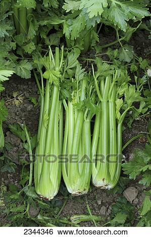 Agriculture - Celery stalks in the field, freshly harvested and ready to be packed and shipped / California, USA. View Large Photo Image Stock Photograph - Agriculture - Celery stalks in the field, freshly harvested and ready to be packed and shipped / California, USA.. Fotosearch