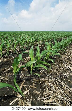Stock Photo - Agriculture - Closeup detail of early growth no-till grain corn plants at the 7-8 leaf stage / near Villa Grove, Illinois, USA.. Fotosearch