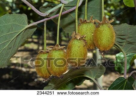 Agriculture - Closeup of a cluster of immature kiwifruit on the tree / Gridley, California, USA. View Large Photo Image Stock Image - Agriculture - Closeup of a cluster of immature kiwifruit on the tree / Gridley, California, USA.. Fotosearch