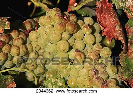 Agriculture - Closeup of a cluster of mature white wine grapes on the vine / near Zamora, California, USA. View Large Photo Image Stock Image - Agriculture - Closeup of a cluster of mature white wine grapes on the vine / near Zamora, California, USA.. Fotosearch