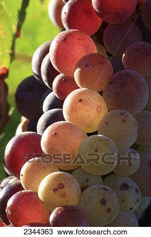Stock Image - Agriculture - Closeup of a cluster of maturing white wine grapes on the vine / near Woodland, California, USA.. Fotosearch