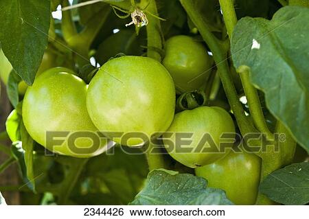Agriculture - Closeup of a cluster of immature green fresh market tomatoes on the vine / near Hamburg, Arkansas, USA. View Large Photo Image Stock Photograph - Agriculture - Closeup of a cluster of immature green fresh market tomatoes on the vine / near Hamburg, Arkansas, USA.. Fotosearch