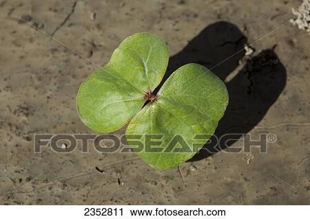 Agriculture - Closeup of a cotton seedling at the cotyledon stage, planted in a conventional tillage field / near England, Arkansas, USA. View Large Photo Image Stock Image - Agriculture - Closeup of a cotton seedling at the cotyledon stage, planted in a conventional tillage field / near England, Arkansas, USA.. Fotosearch