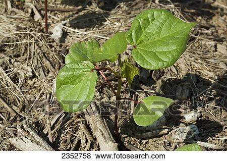 Stock Photo - Agriculture - Closeup of a cotton seedling at the 6 leaf stage, planted no-till in residue of the previous years corn crop / Arkansas, USA.. Fotosearch