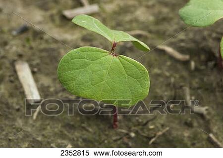 Agriculture - Closeup of a cotton seedling at the cotyledon stage, planted in a conservation tillage field / near England, Arkansas, USA. View Large Photo Image Stock Photography - Agriculture - Closeup of a cotton seedling at the cotyledon stage, planted in a conservation tillage field / near England, Arkansas, USA.. Fotosearch