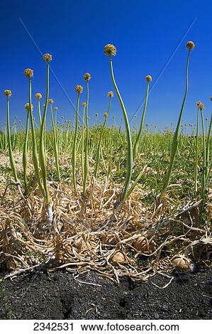 Stock Image - Agriculture - Closeup of a crop of seed onions / near French Camp, San Joaquin County, California, USA.. Fotosearch